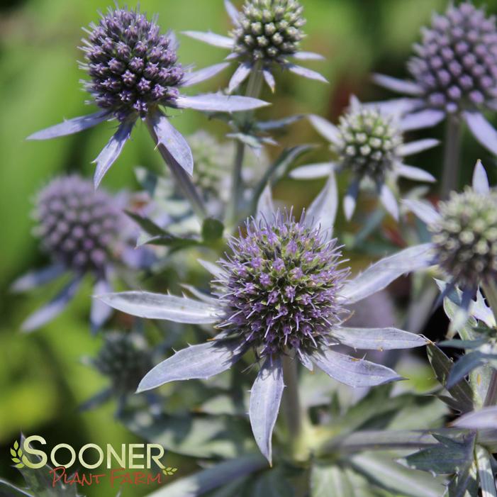 BLUE HOBBIT SEA HOLLY