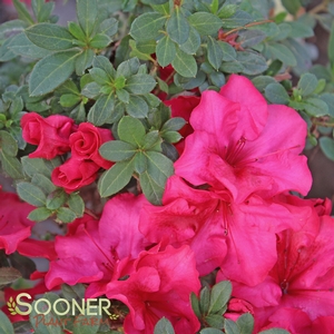 BLOOM-A-THON® RED AZALEA