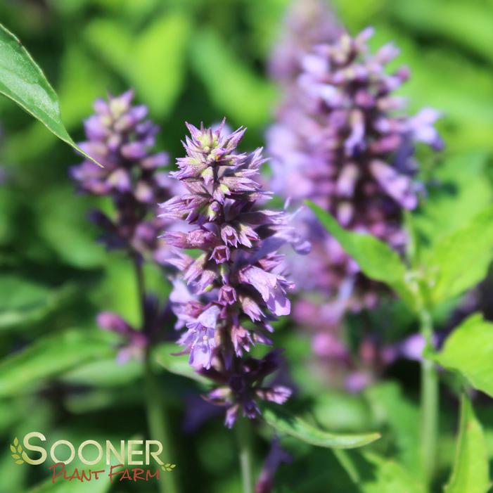 BLUE BOA HYSSOP