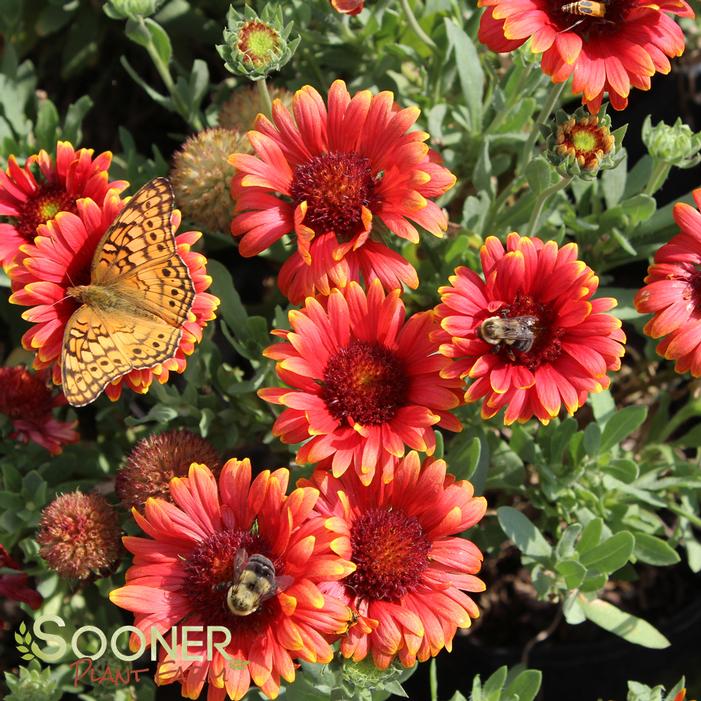 RED SUN BLANKET FLOWER