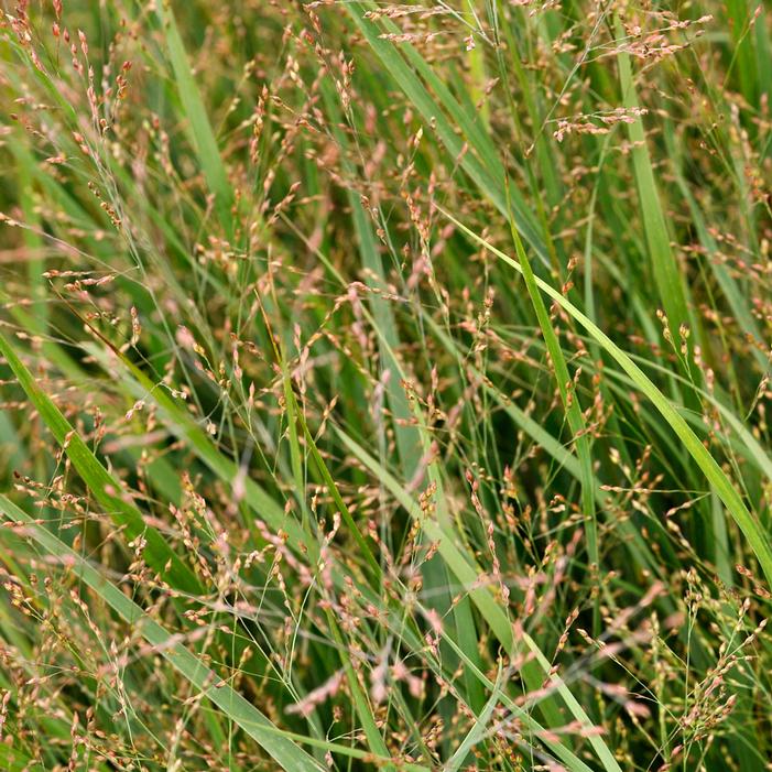 Dust Devil Switch Grass | Sooner Plant Farm