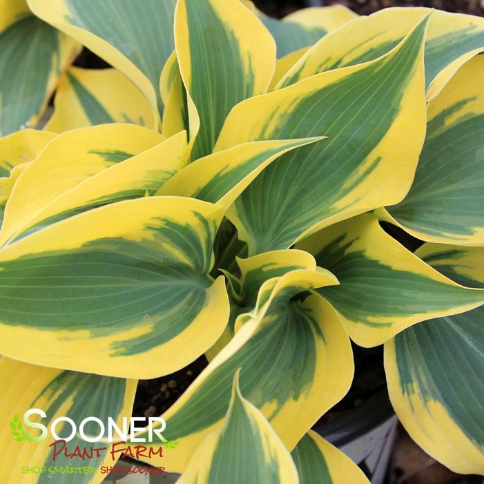 SHADOWLAND® AUTUMN FROST HOSTA