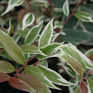 WHITEWATER® LEUCOTHOE