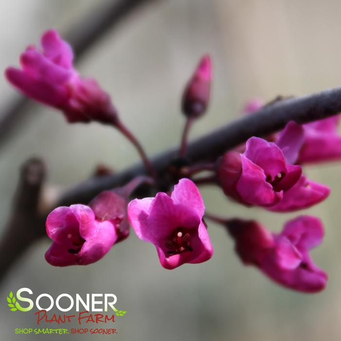 MERLOT REDBUD