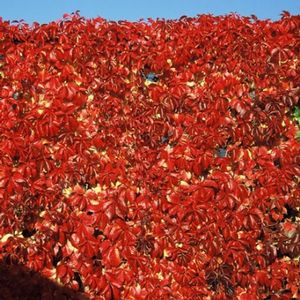 RED WALL® VIRGINIA CREEPER