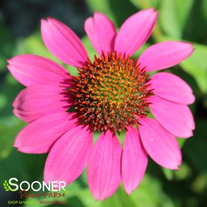 POW WOW® WILD BERRY CONEFLOWER