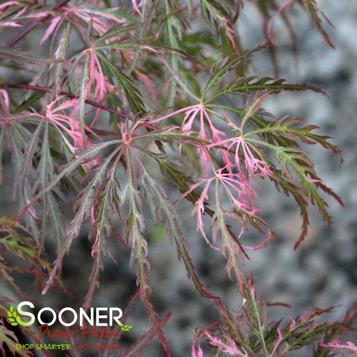 HANA MATOI WEEPING JAPANESE MAPLE