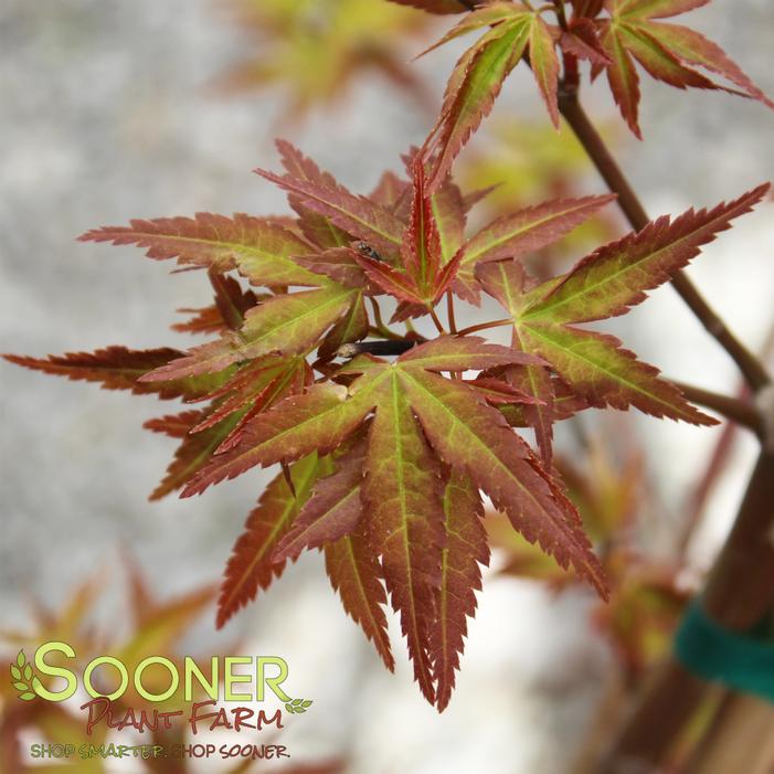 CALICO JAPANESE MAPLE