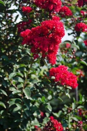 PRINCESS HOLLY ANN™ CRAPEMYRTLE