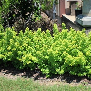 GLOW GIRL® BIRCHLEAF SPIRAEA