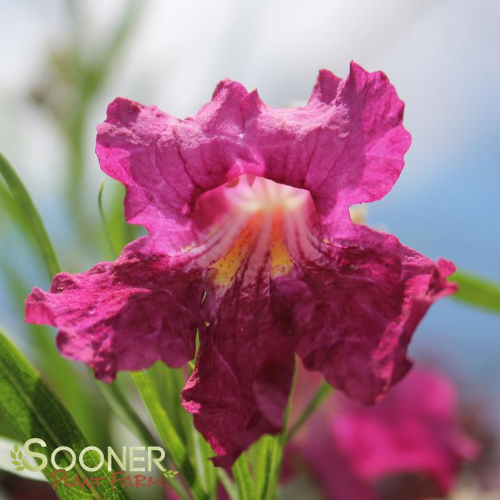 BURGUNDY DESERT WILLOW