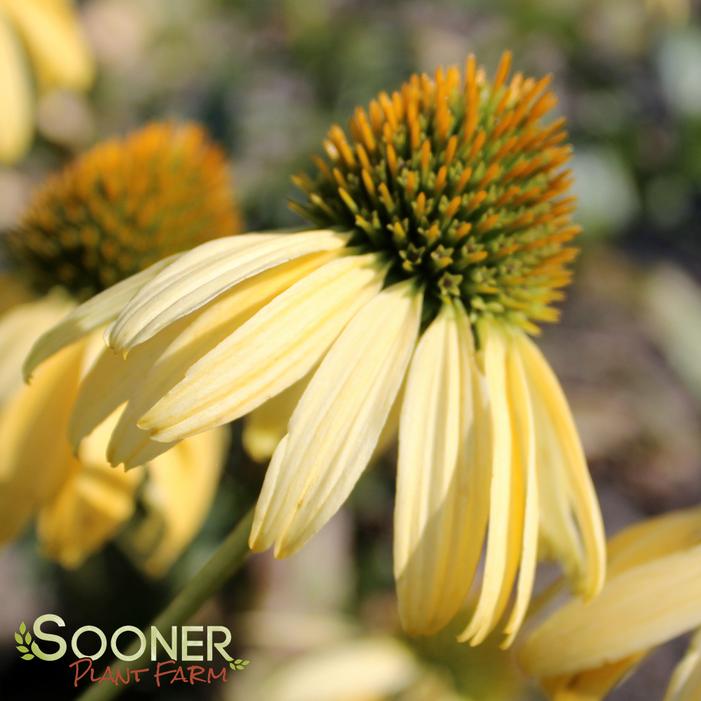 SUNBIRD CONEFLOWER