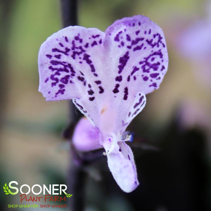 VELVET ELVIS PLECTRANTHUS