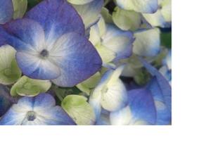 ENDLESS SUMMER® BLOOMSTRUCK® HYDRANGEA