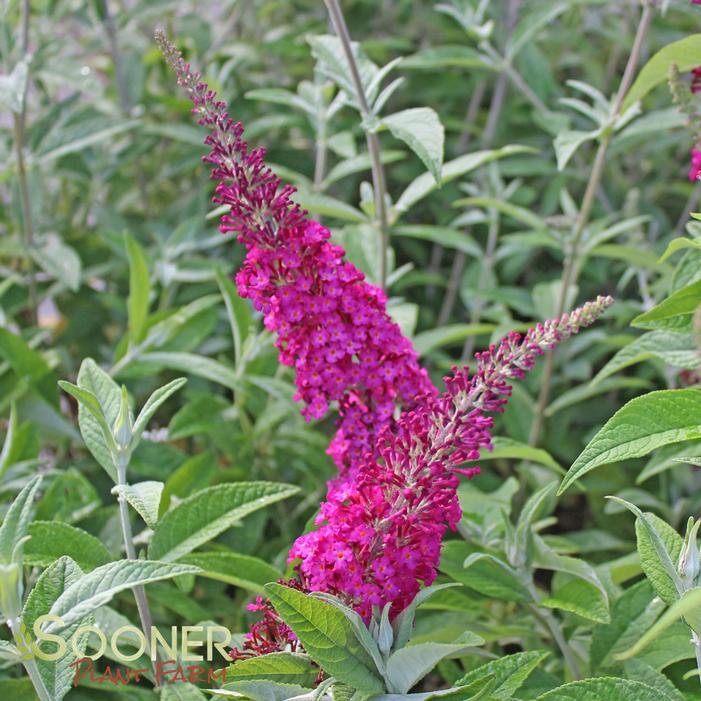 CRANRAZZ™ BUTTERFLY BUSH