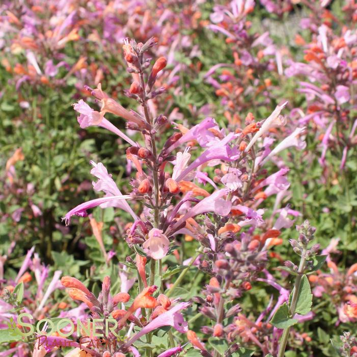 KUDOS™ AMBROSIA HYSSOP