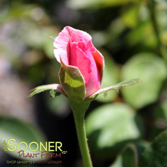 Rosa x 'Queen Elizabeth'