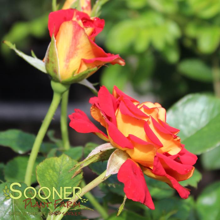 Image property of Sooner Plant Farm, Inc.