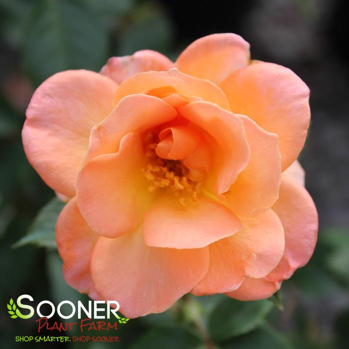 JUMP FOR JOY™ FLORIBUNDA ROSE