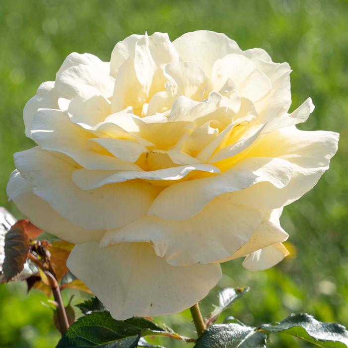 SUNSHINE DAYDREAM™ GRANDIFLORA ROSE