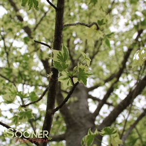 SILVER KING SWEETGUM