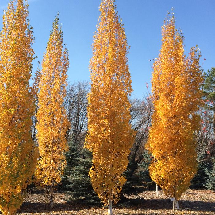 PARKLAND PILLAR® BIRCH