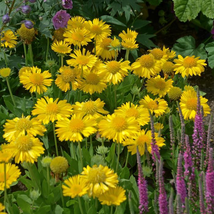 MESA™ YELLOW BLANKET FLOWER