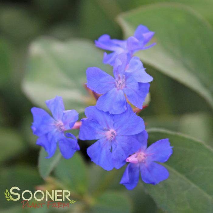 BLUE PLUMBAGO