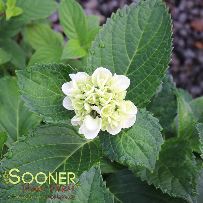 Image property of Sooner Plant Farm, Inc.