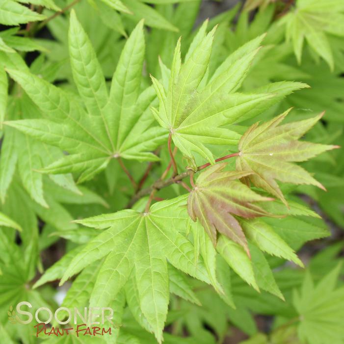 MOONRISE UPRIGHT JAPANESE MAPLE