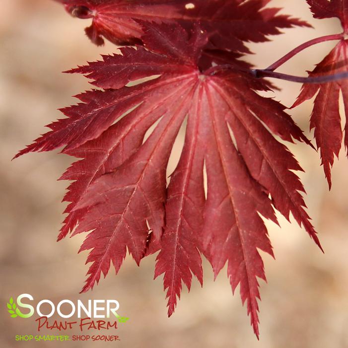 GLORIA UPRIGHT JAPANESE MAPLE