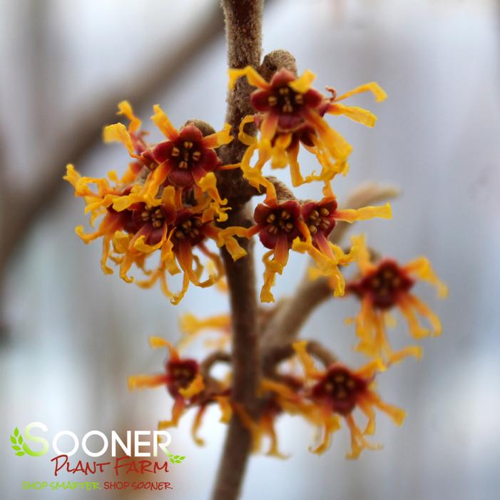 AMERICAN WITCH HAZEL