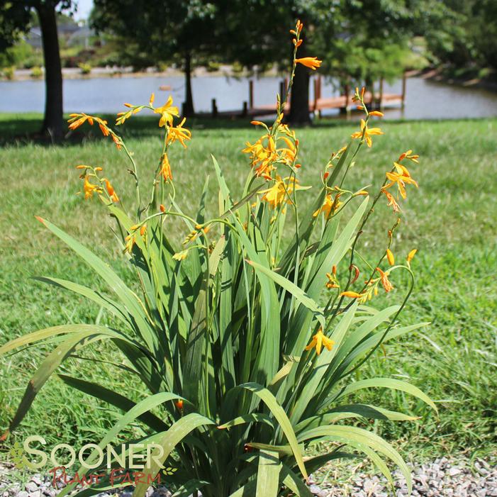 GEORGE DAVIDSON MONTBRETIA