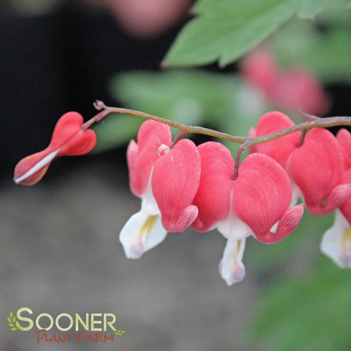 VALENTINE BLEEDING HEART