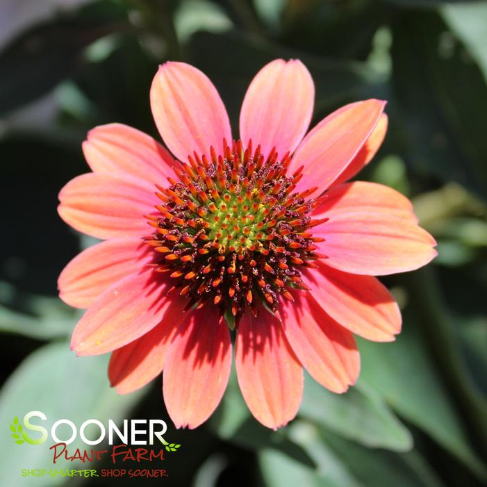 SOMBRERO® HOT CORAL CONEFLOWER