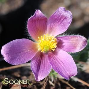 RED PASQUE FLOWER