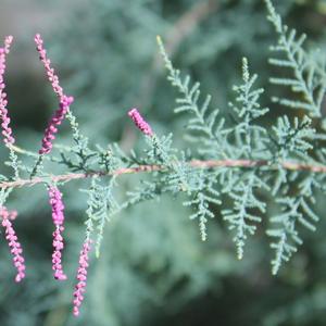 PINK CASCADE TAMARIX