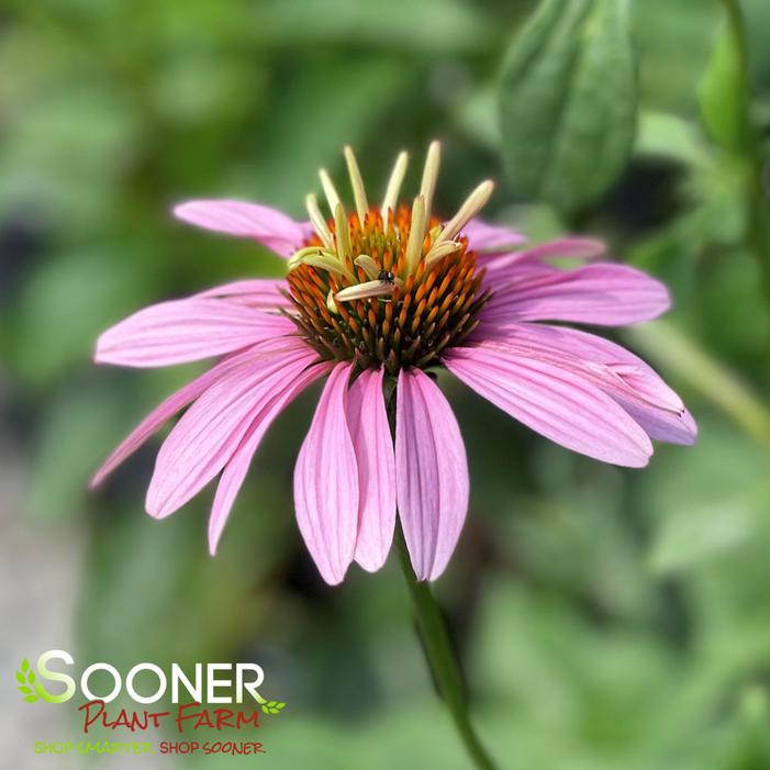 DOUBLE DECKER CONEFLOWER