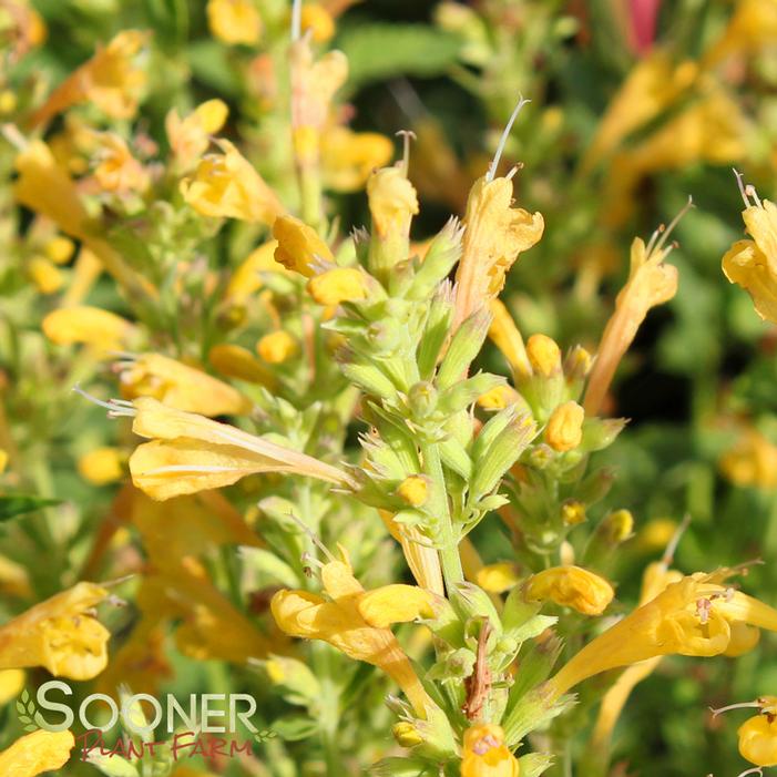 KUDOS™ YELLOW HYSSOP