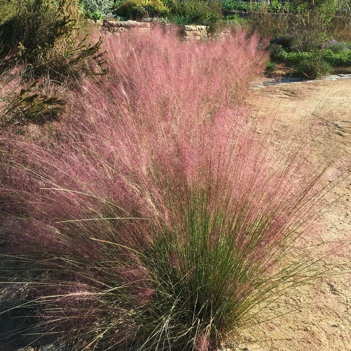 COASTAL MUHLY GRASS