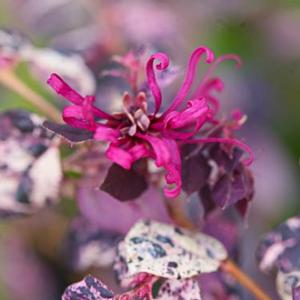 JAZZ HANDS VARIEGATED® LOROPETALUM