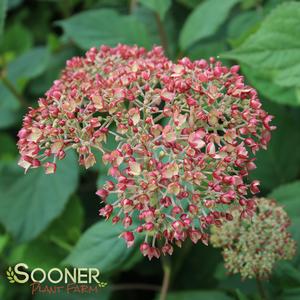 INVINCIBELLE® SPIRIT II HYDRANGEA