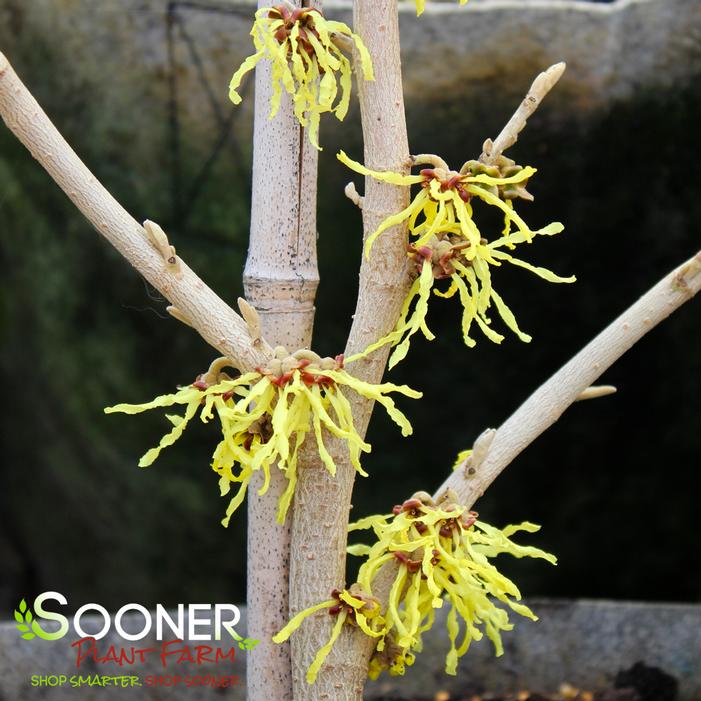 ARNOLD'S PROMISE WITCH HAZEL