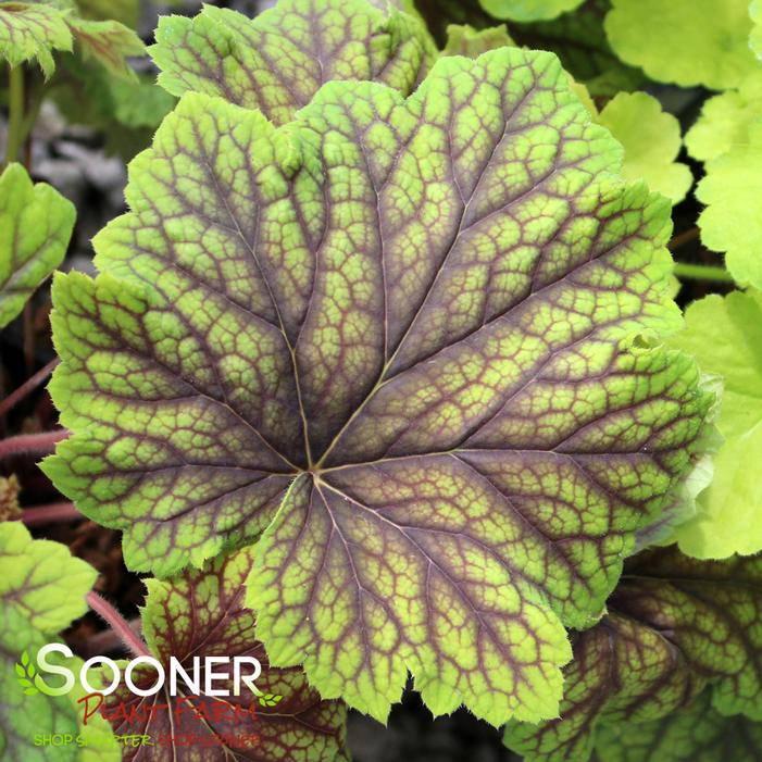 RED LIGHTNING CORAL BELLS