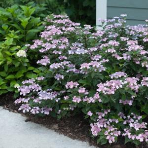 TINY TUFF STUFF™ HYDRANGEA