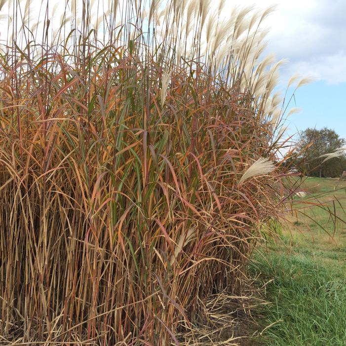 GIANT MAIDEN GRASS