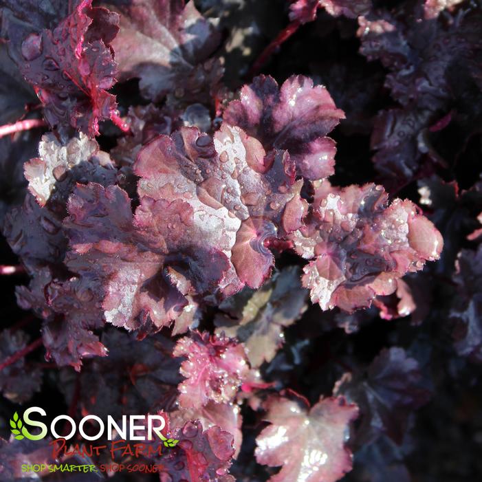 PLUM PUDDING CORAL BELLS