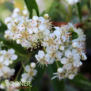 VICTORY PYRACANTHA