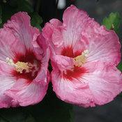 RUFFLED SATIN® ALTHEA