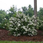 WEDDING CAKE® SPIRAEA